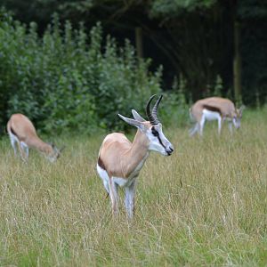 Springboks in Givskud Zoo