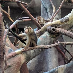 male pig tailed maqaque Zoo Praha 2018