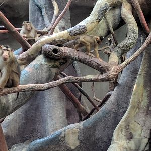 Pig Tailed Maqaques Zoo Praha 2018