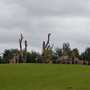 African savannah in Givskud Zoo