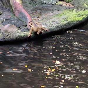 Baby Pig Tailed Maqaque drinking water Zoo Praha 2018