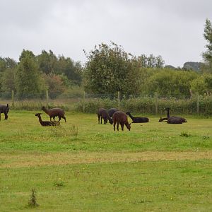 Alpacas in Givskud Zoo