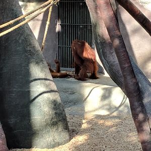 Sumatran Orang Utan Zoo Praha 2018