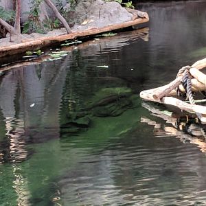 Water surronding Orang Utan Enclosure Zoo Praha 2018