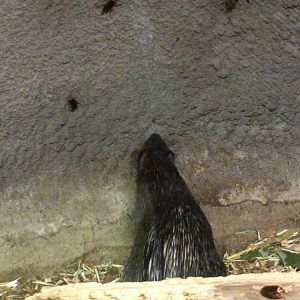Porcupine ID Zoo Praha 2018