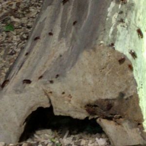 Coocroaches on Log in Porcupine Enclosure Zoo Praha 2018