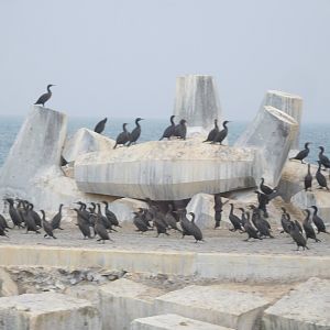 Cape Cormorants