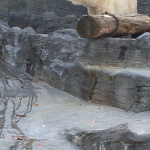 Polar Bear Zoo Praha 2018