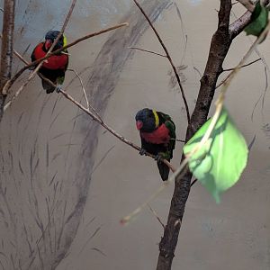 Lorikeet ID Zoo Praha 2018