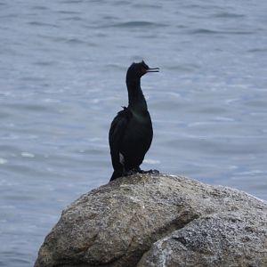 Pelagic Cormorant