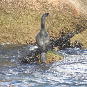 Pelagic Cormorant