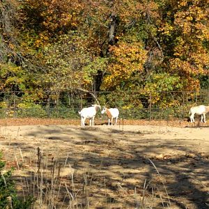 Scimitar Horned Oryx Zoo Praha 2018