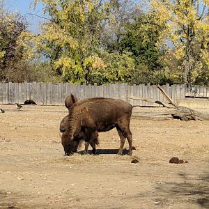 American Bison Zoo Praha 2018