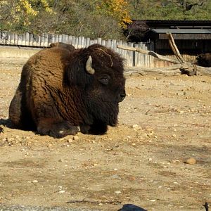 Big Bison Bull Zoo Praha 2018