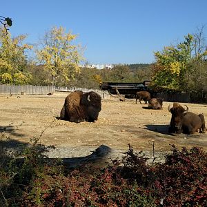 American Bison Enclosure Zoo Praha 2018