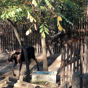 Moose Zoo Praha 2018