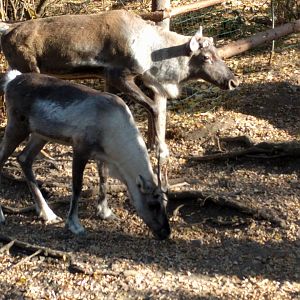 Forest Reindeer Zoo Praha 2018