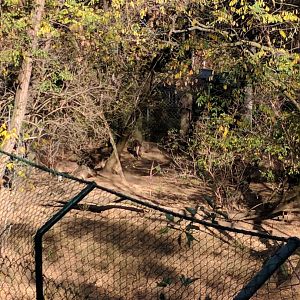 Gray Wolf Enclosure Zoo Praha 2018