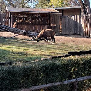 Takin ID Zoo Praha 2018