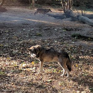 Gray Wolf Zoo Praha 2018