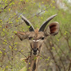 Greater Kudu (September 2012)