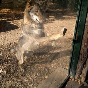 Gray Wolf Attack Zoo Praha