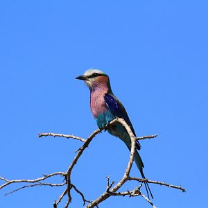 Lilac-breasted roller (September 2012)
