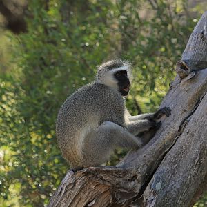 Vervet monkey (September 2012)
