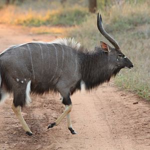 Nyala (September 2012)