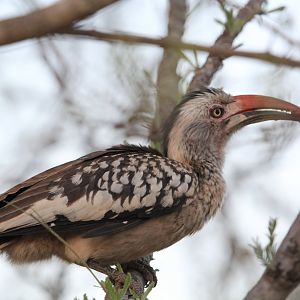 Southern red-billed hornbill (September 2012)