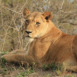 Lion (September 2012)