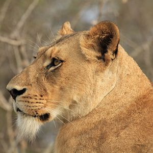 Lion (September 2012)