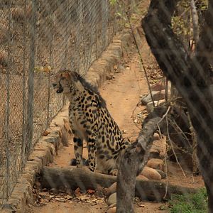 King Cheetah (September 2012)