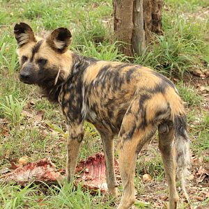 African wild dog (September 2012)