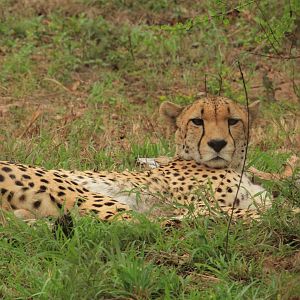 Cheetah (September 2012)