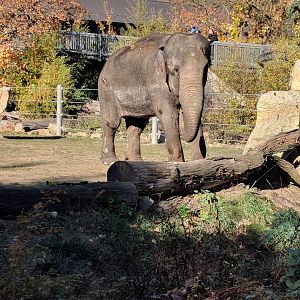 Asian Elephant Zoo Praha 2018