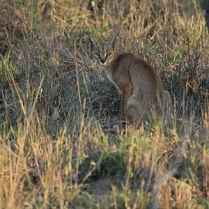 Caracal (September 2012)