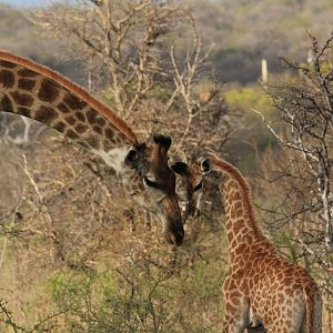 Giraffes (September 2012)