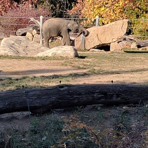 Asian Elephant Zoo Praha 2018