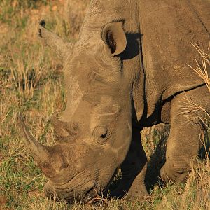 White Rhino (September 2012)