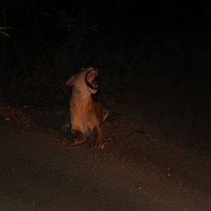 Lion at night (September 2012)