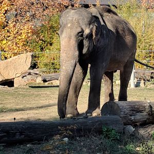 Asian Elephant Zoo Praha 2018