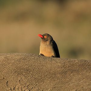 Oxpecker on the back of a white rhino (September 2012)
