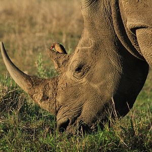 White rhino with oxpecker (September 2012)