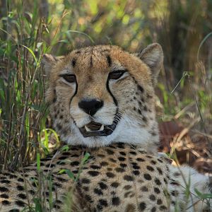 Cheetah (September 2012)