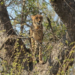 Cheetah on a tree (September 2012)