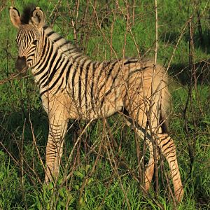 Zebra baby (September 2012)