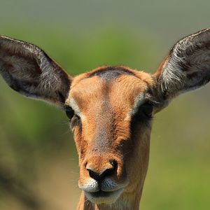 Impala (September 2012)