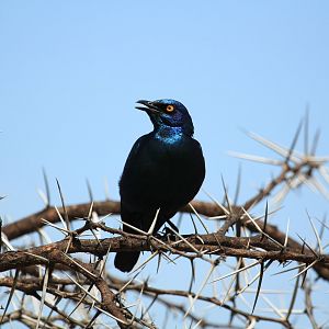 Cape starlin (?) (September 2012)