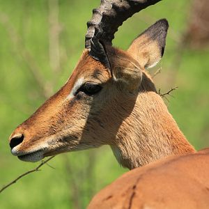 Impala (September 2012)